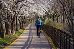 cherry blossoms, cycling, road